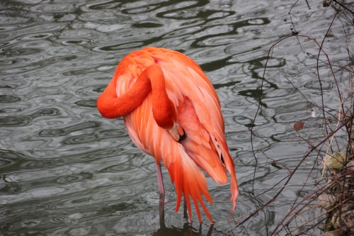 Flamingo beim Putzen