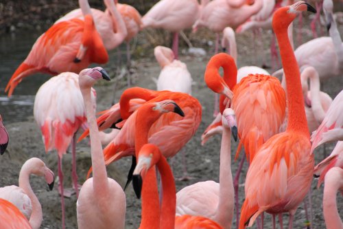 Flamingo Familie