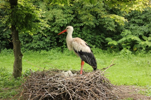 Storch im Zoo Augsburg